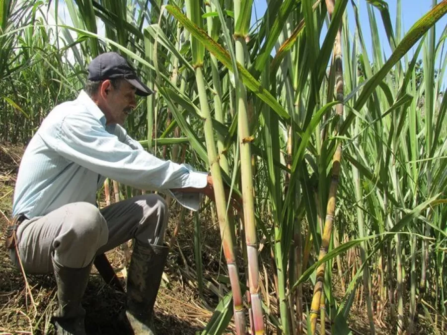 CULTIVO. La caña es importante en Colombia, no solo para producción de azúcar y alcohol, sino también de panela.  