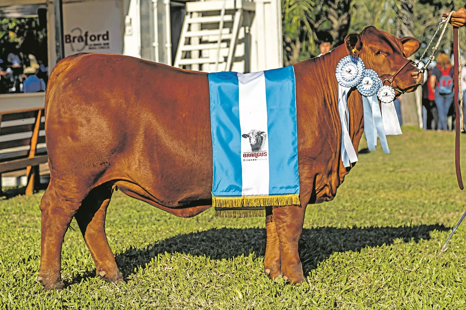 Premiaron a Cabaña San Vicente en la Exposición Nacional de Razas