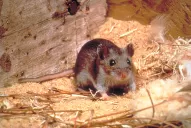 Hantavirus en Tucumán: Las cinco claves para evitar contagios en zonas rurales