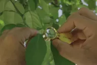 El sector citrícola tiene un aliado en la lucha contra el HLB