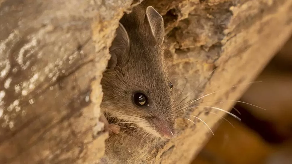 ROEDORES. Como el hantavirus se trata de una zoonosis transmitida por animales silvestres, la erradicación es virtualmente imposible. ARCHIVO LA GACETA