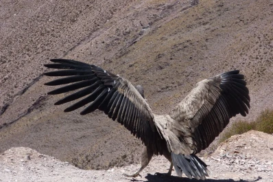 En Jujuy, un cóndor andino fue liberado tras un año de rehabilitación
