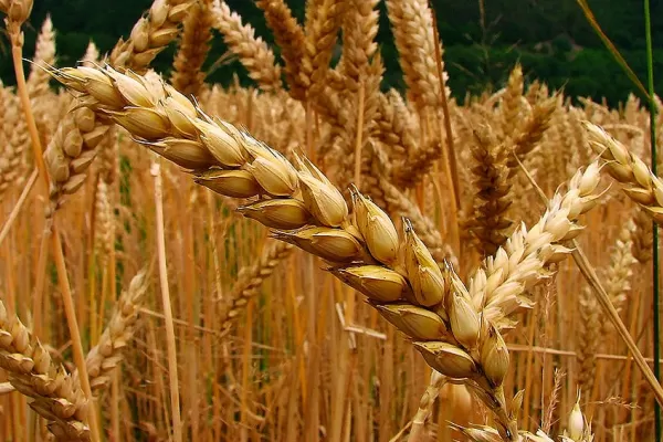 Chicago: la tonelada de trigo superó los U$S 300