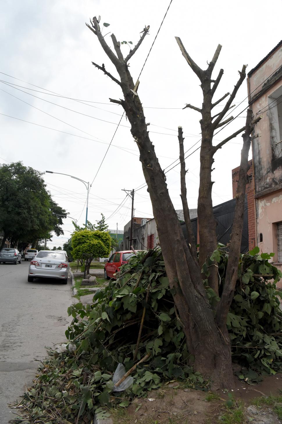 MULTA. Hay sanciones para quienes poden árboles.