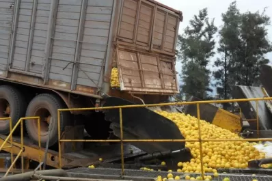 Muchos aportes de la Eeaoc al limón tucumano