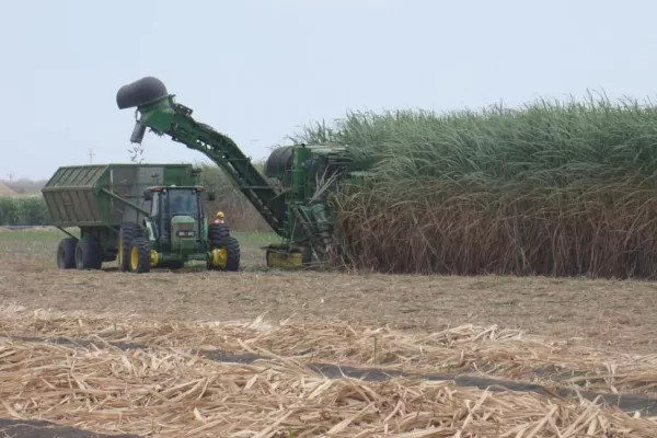 Producir la hectárea de caña costó casi $ 70.000