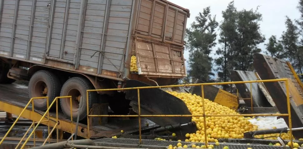 IMPORTANCIA. La agroindustria citrícola representa más del 60% de los ingresos de Tucumán por exportación; y la provincia es la primera productora y procesadora mundial de limón.  