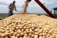 China quiere producir más soja para lograr autosuficiencia en tres años