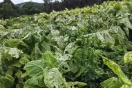 Todo listo para el pago de la tercera grilla del Fondo Especial del Tabaco