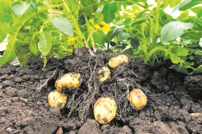 Científicos argentinos desarrollan una papa tolerante a la sequía