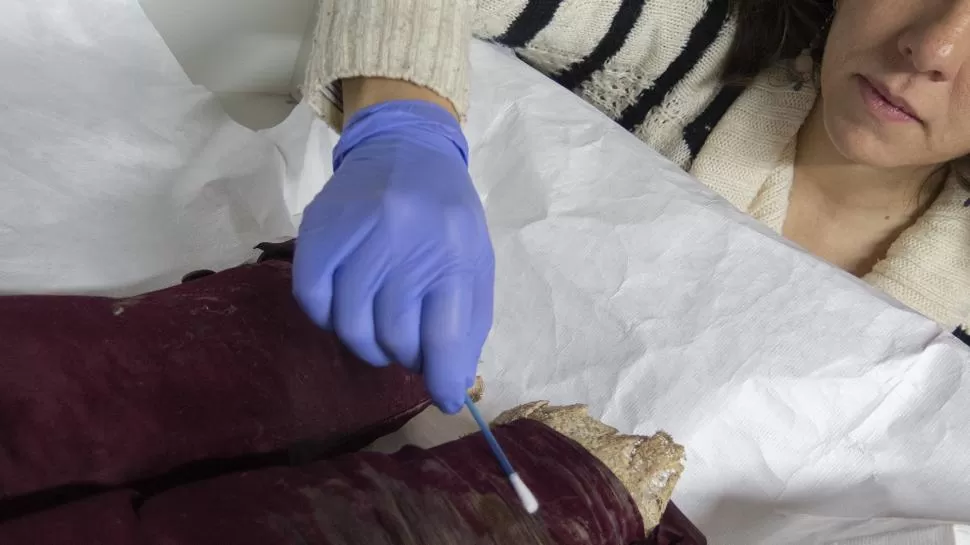 LABOR ANTERIOR. La doctora Albarracín recoge muestras de ropa de Alberdi. prensa conicet