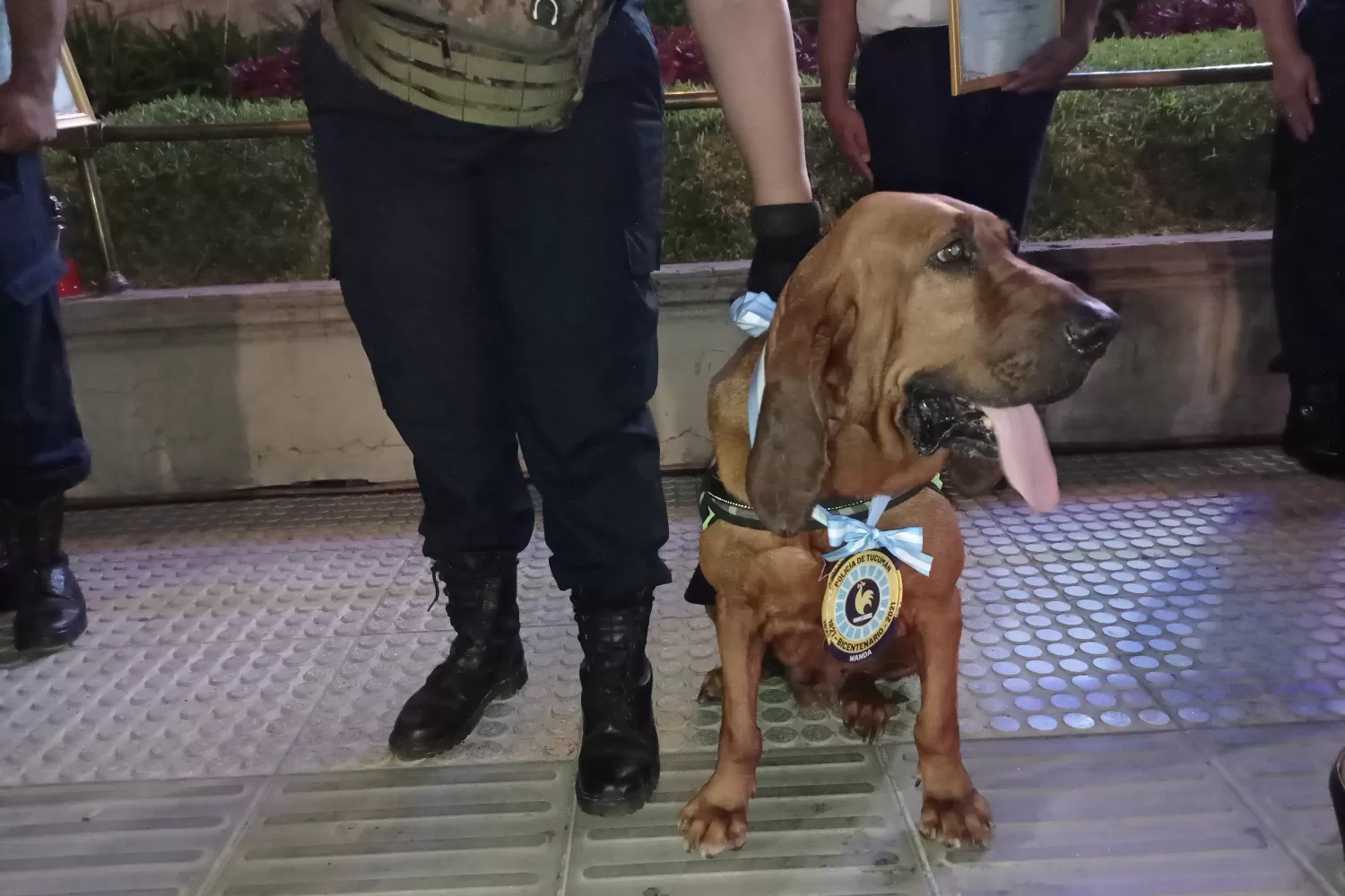 CONDECORADA. Wanda colaboró, a partir de su olfato, con el esclarecimiento de casos complejos. Foto: Twitter @MinSegTuc