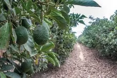 La palta conquistó a los consumidores