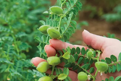 En Tucumán se cosecharon unas 6.500 toneladas de buen garbanzo