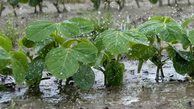 PRECIPITACIONES. Durante noviembre, se registraron precipitaciones de manera generalizada en toda la provincia. 