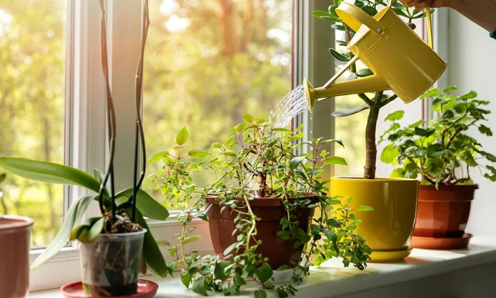 LO IMPRESCINDIBLE. El agua nutre y limpia las plantas. Es fundamental que las hojas no acumulen polvo.  