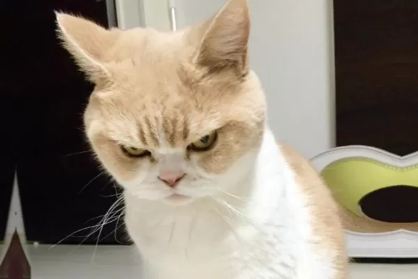 Un pueblo alemán ordenó a encerrar a todos los gatos para proteger a una especie de aves