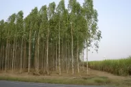 Plantarán 100 millones de árboles en toda la Argentina