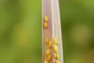 El sorgo seduce, pero atentos al pulgón amarillo