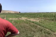 Alerta sobre la salinización de los suelos