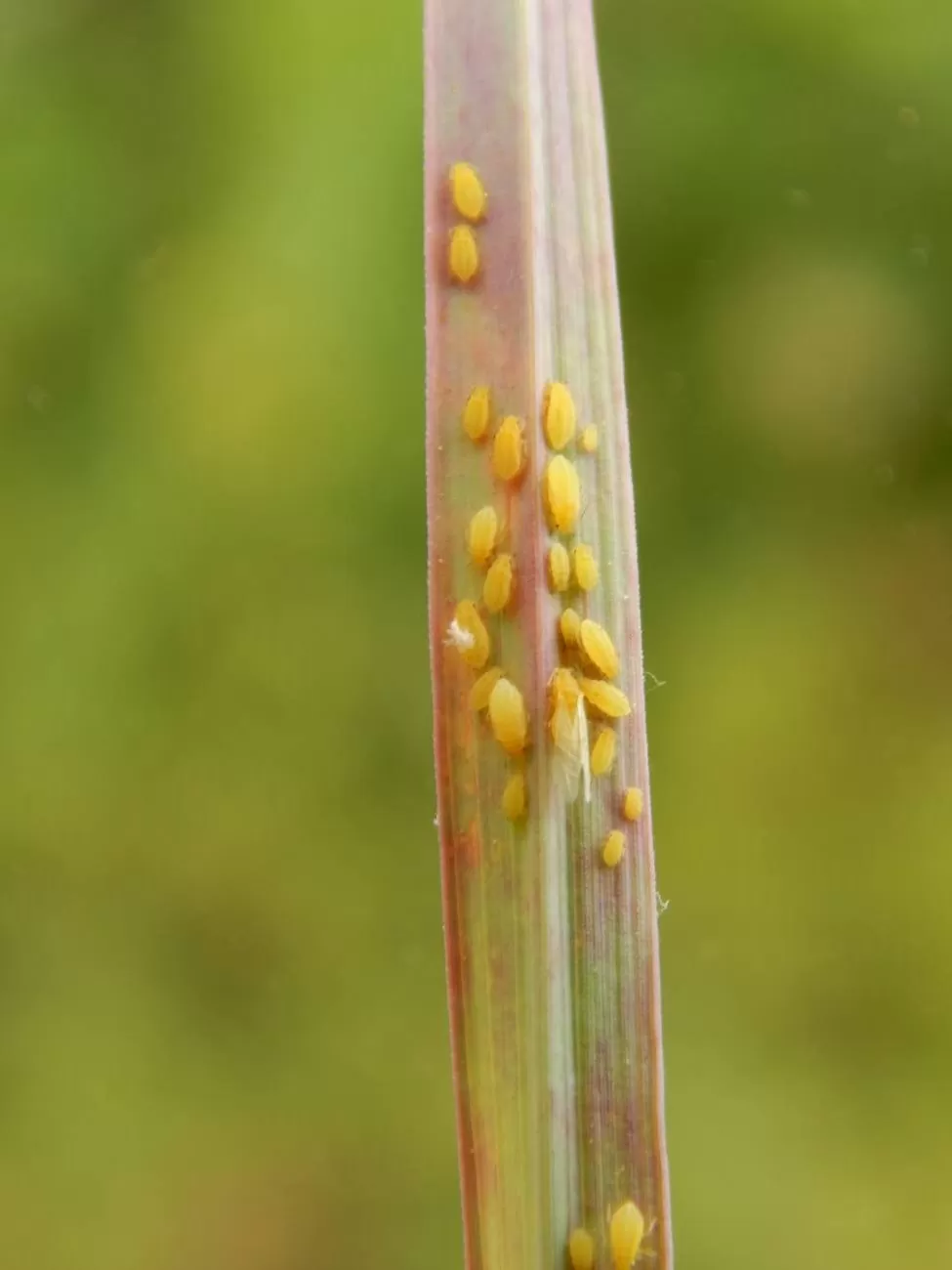 PLAGA. De color amarillo, con patas de puntas negras y cornículos negros.  