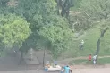 Cayó un árbol sobre los juegos infantiles del parque Avellaneda: hay niños heridos
