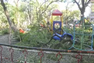 “El árbol cayó dentro de los 10.000 m2 del concesionario, dijeron en la Municipalidad