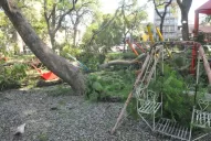 Caída de un árbol en el parque Avellaneda: familiares de la niña internada esperan su evolución
