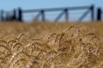 España y Portugal  confirmaron la compra de maíz argentino