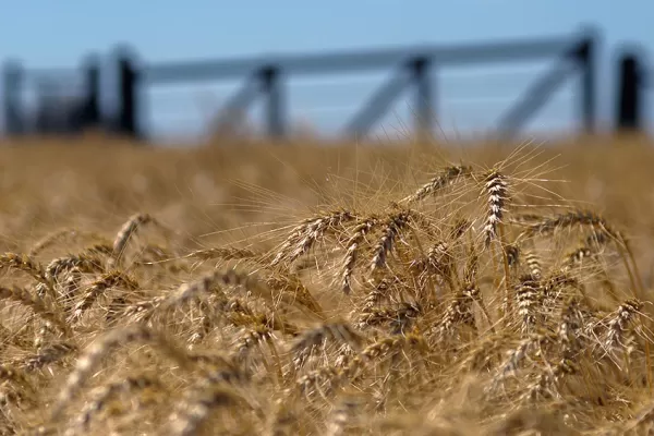 España y Portugal  confirmaron la compra de maíz argentino