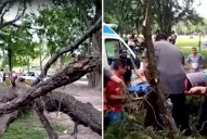 Un árbol cayó en el Parque Guillermina hace dos semanas y dos personas resultaron heridas