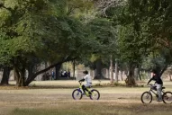 Cacho Acosta: no hay empleados que supervisen el estado de los árboles