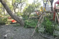 Caída de árbol: “la Municipalidad es la responsable en primer término”, según Lobo Chaklián