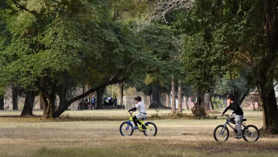 DENUNCIA. El titular del sindicato municipal de la capital, Osvaldo Cacho Acosta, dijo que la Municipalidad no cuenta con empleados que supervisen el estado de los árboles de la ciudad.