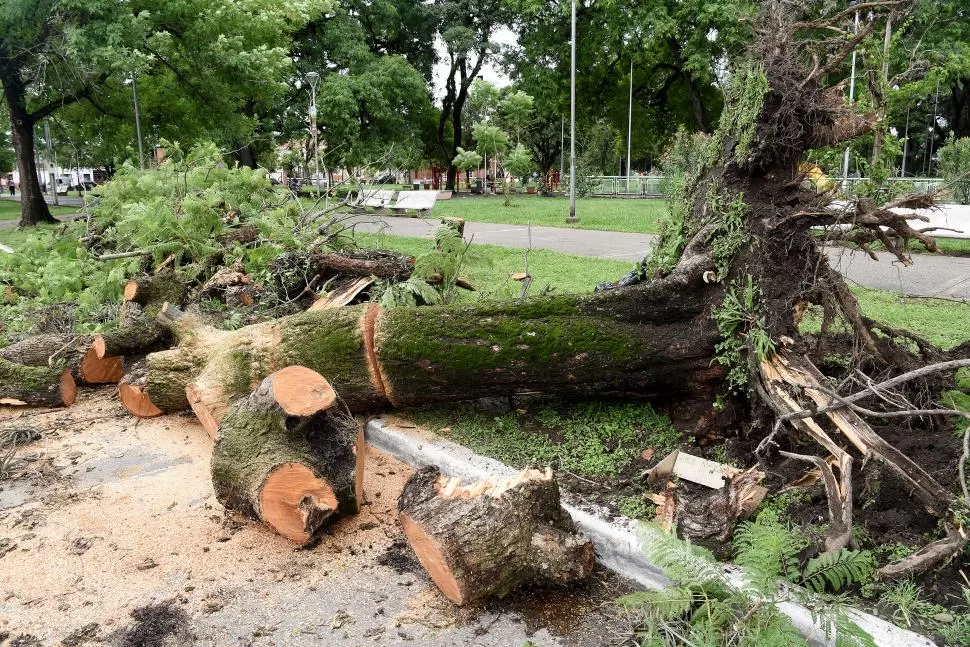 RIESGO. El eucalipto es una de las especies más problemáticas. la gaceta / foto de josé nuno