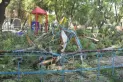 Caída de un árbol en el parque Avellaneda: yo no fui