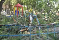 Caída de un árbol en el parque Avellaneda: yo no fui