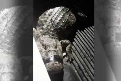 Paraná: un caimán de dos metros casi se come a un niño, en el patio de su casa