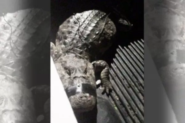 Paraná: un caimán de dos metros casi se come a un niño, en el patio de su casa