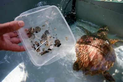Una tortuga marina rescatada expulsó 10 tipos de plásticos