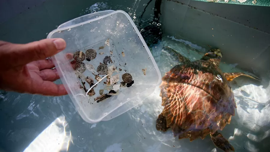 DE TODO. Nylon, sachets y hasta precintos plásticos se hallaron en el animal. 