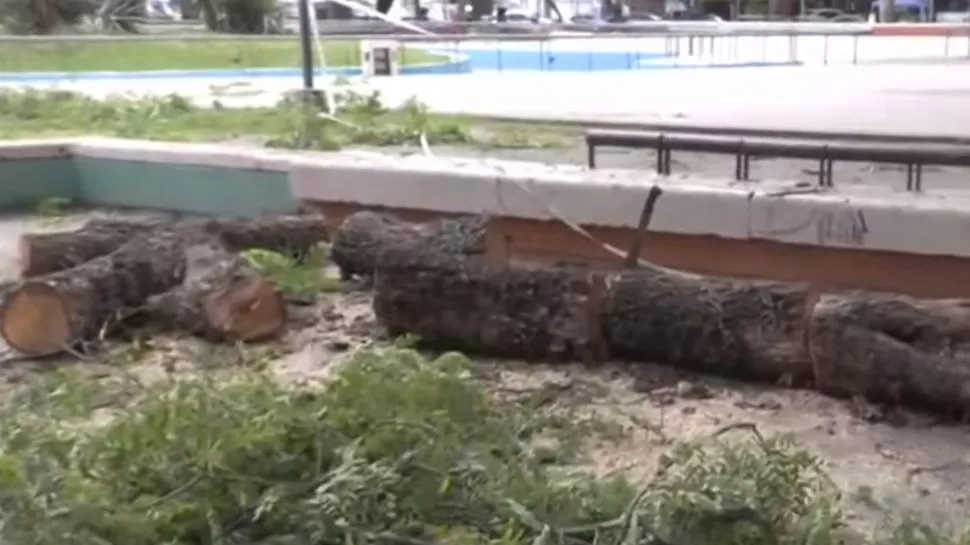 SIN DAÑOS. A pesar de sus dimensiones, la rama no produjo destrozos. 