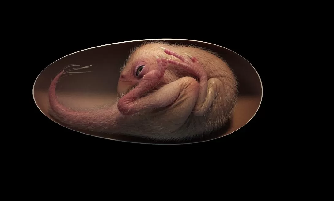 IMAGEN ILUSTRATIVA / El hallazgo de un huevo de dinosaurio perfectamente conservado conmocionó al mundo científico.