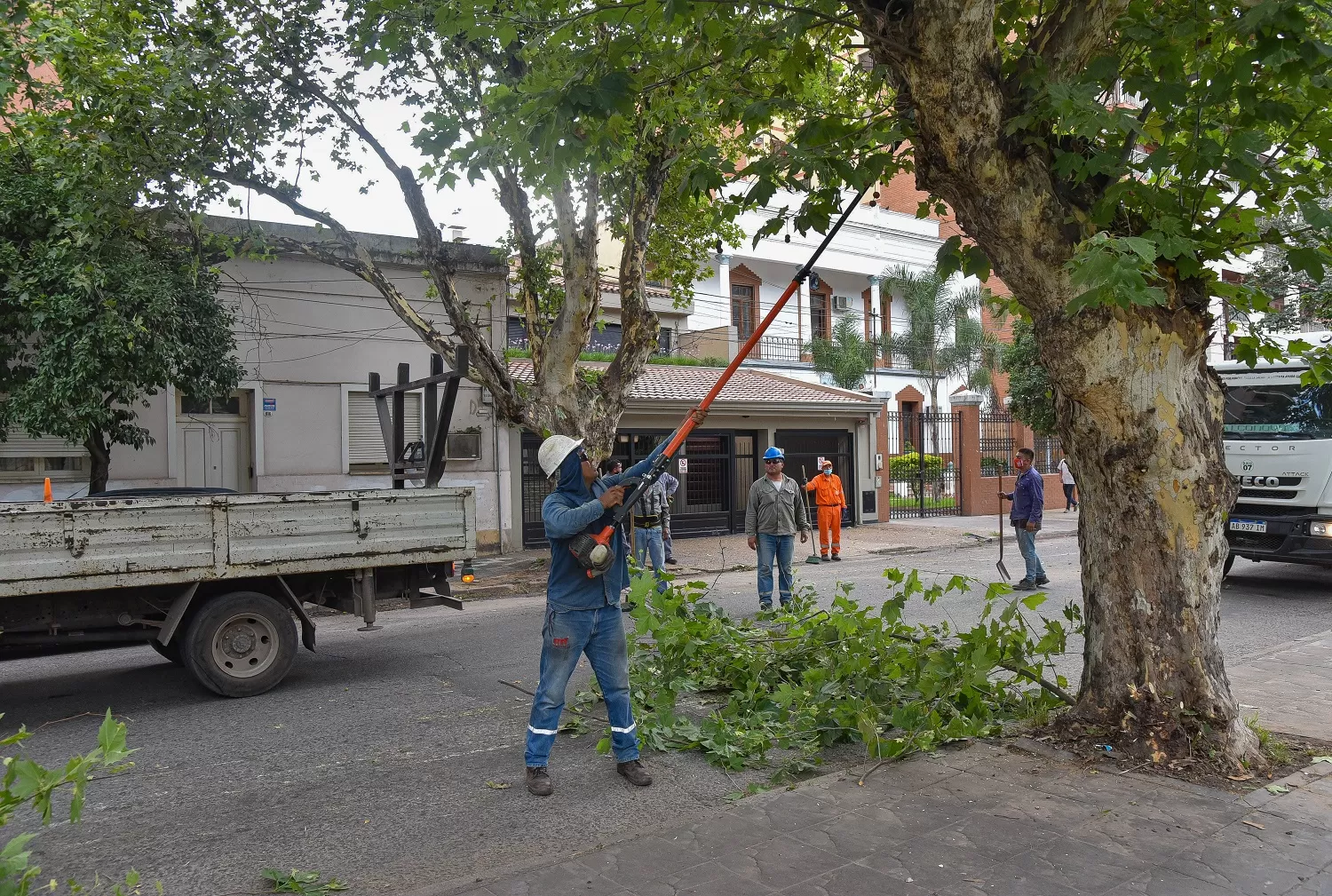 Continúan los operativos de poda y mantenimiento en el arbolado urbano 