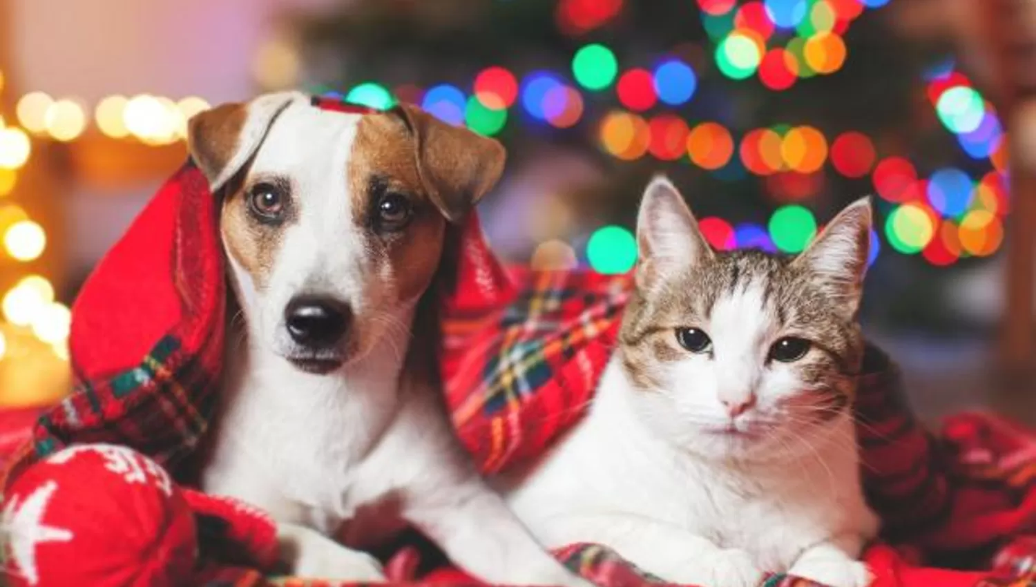 NAVIDAD. El uso de la pirotecnia puede producir diversos problemas para las mascotas.