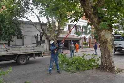 Continúan los operativos de poda y mantenimiento en el arbolado urbano
