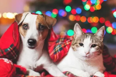 Navidad y pirotecnia: cómo proteger del ruido a nuestras mascotas