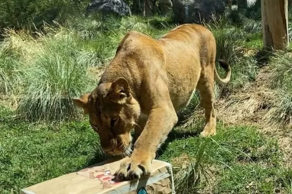 Chile: un zoológico de Santiago vacunó contra la covid-19 a 10 animales