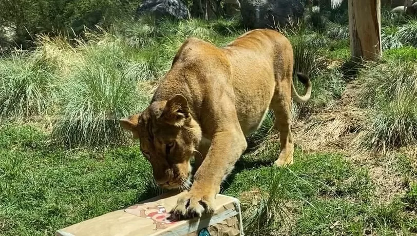 CAMPAÑA. Chile: un zoológico de Santiago vacunó contra la covid-19 a 10 animales.