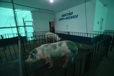 Recibió críticas por su inactividad, pero afirman que la fábrica de chacinados de La Cocha producirá